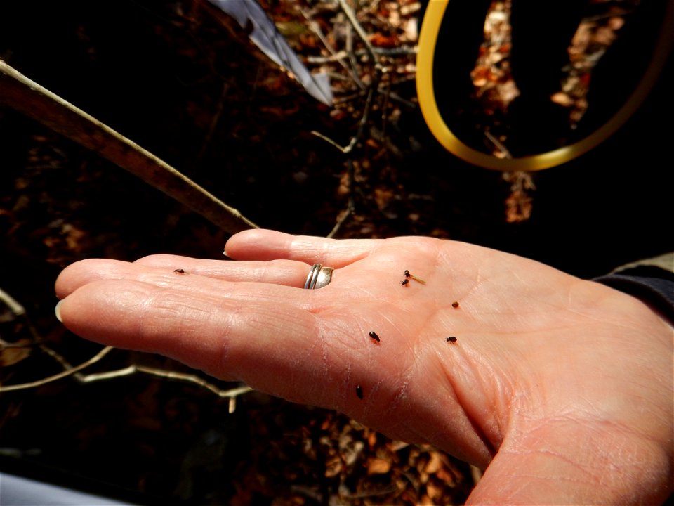 Laricobius Monitoring