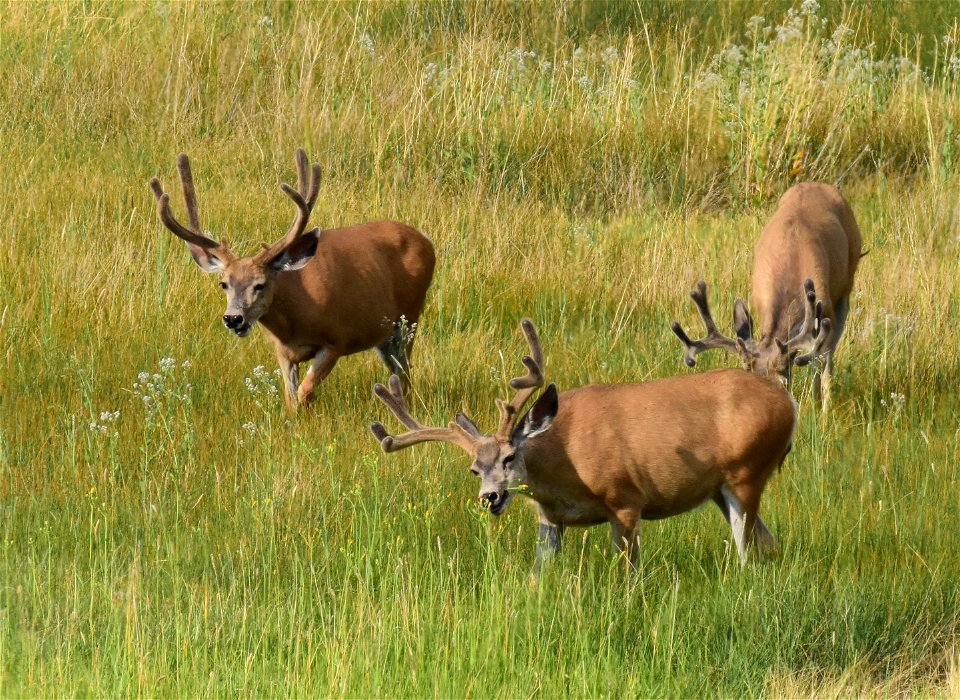 Mule deer at Seedskadee National Wildlife Refuge