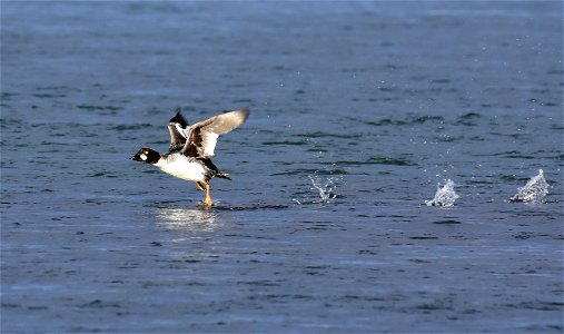Common goldeneye at Seedskadee National Wildlife Refuge
