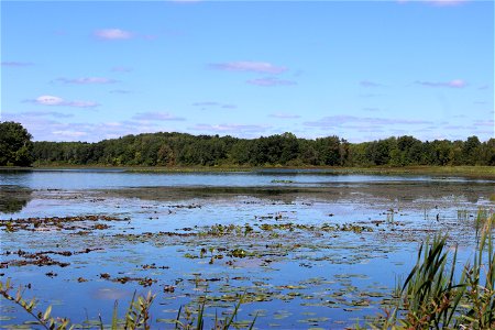 Wetland at Somerset State Game Area in Michigan photo