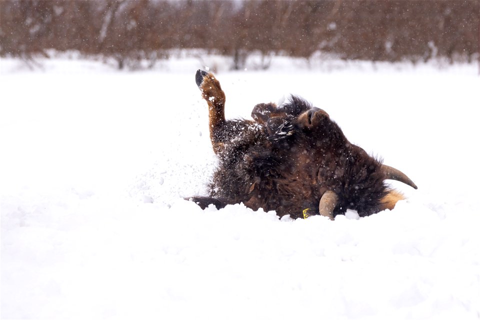Wood bison in the snow