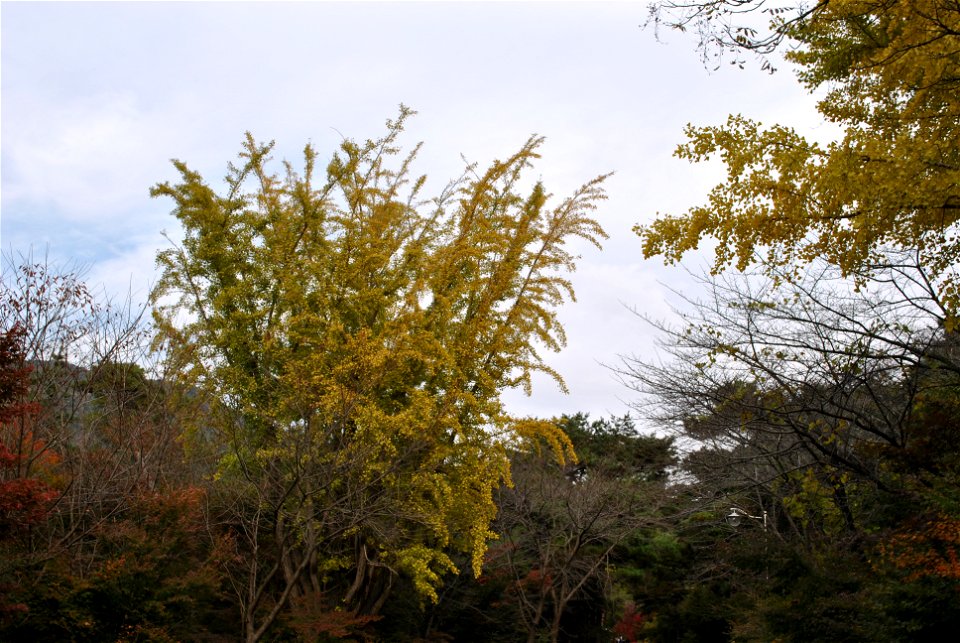 Deoksungsan Mountain