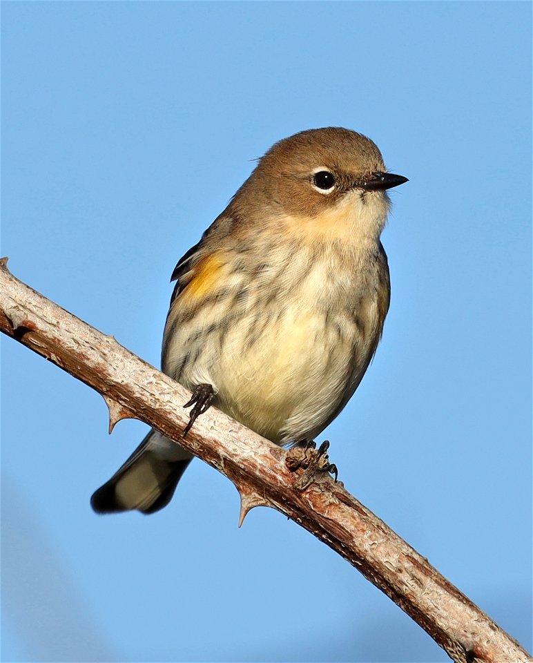 835 - YELLOW-RUMPED WARBLER (10-14-2021) imm female myrtle, point st george, del norte co, ca -01