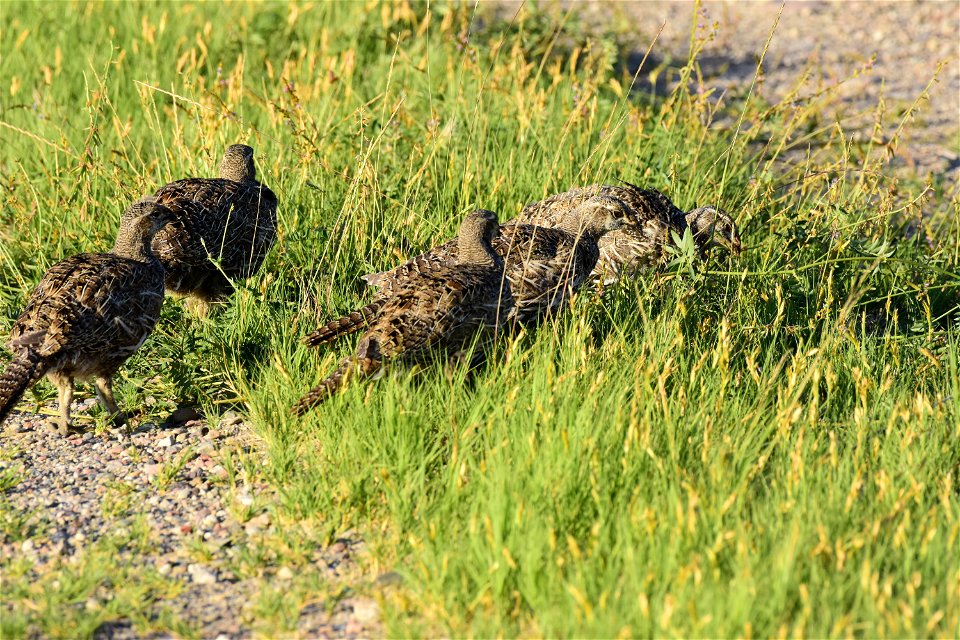 Greater sage-grouse at Seedskadee National Wildlife Refuge