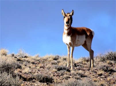 Pronghorn at Seedskadee National Wildlife Refuge