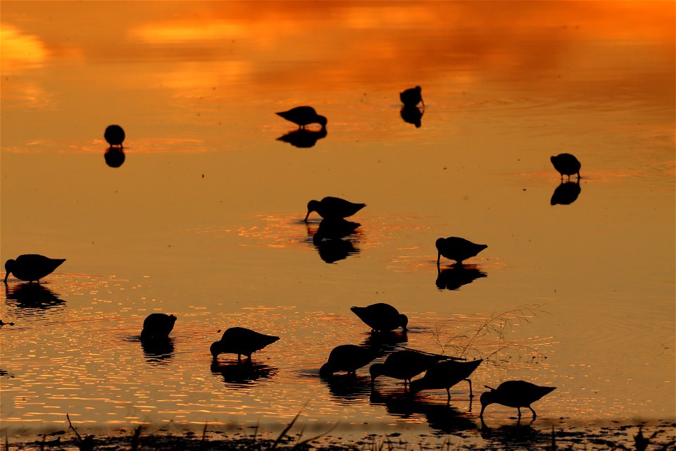 Shorebirds at sunset Huron Wetland Management District South Dakota D photo