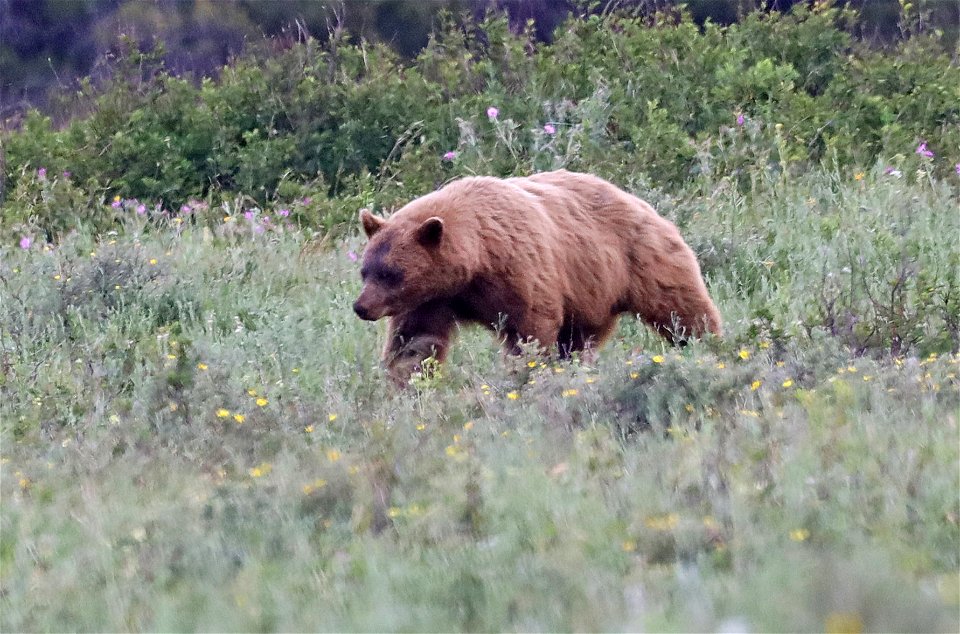 BEAR, GRIZZLY (Ursus arctos) (07-13-2022) glacier national park, montana -03 photo