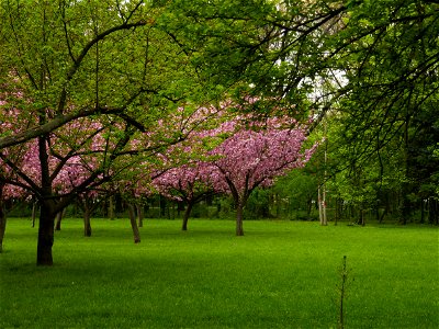 Herestrau Park in spring (13)