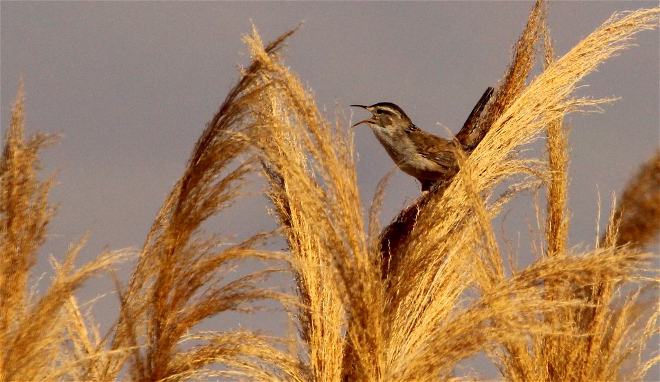 Marsh Wren Bear River Migratory Bird Refuge photo