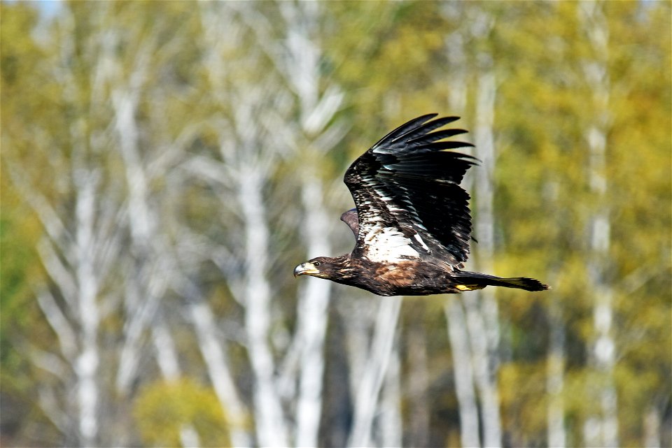 Juvenile bald eagle in flight photo