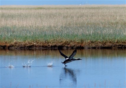 Pacific Loon takeoff photo