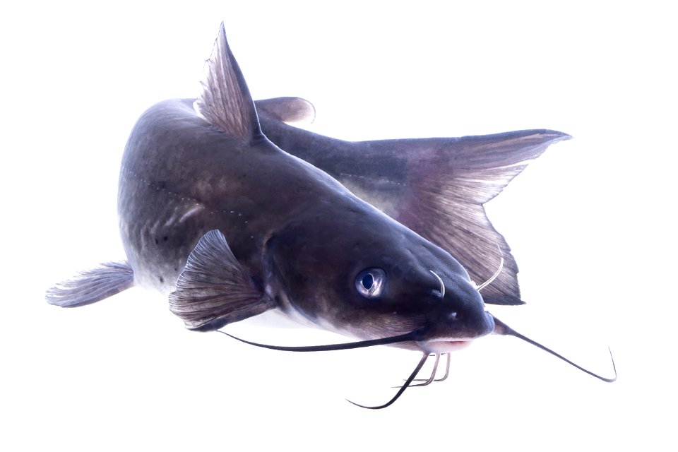 Channel Catfish (Ictalurus punctatus)