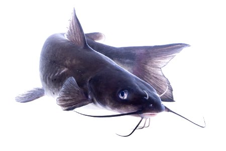 Channel Catfish (Ictalurus punctatus) photo
