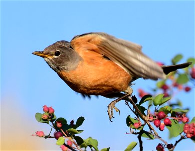 American robin at Seedskadee National Wildlife Refuge