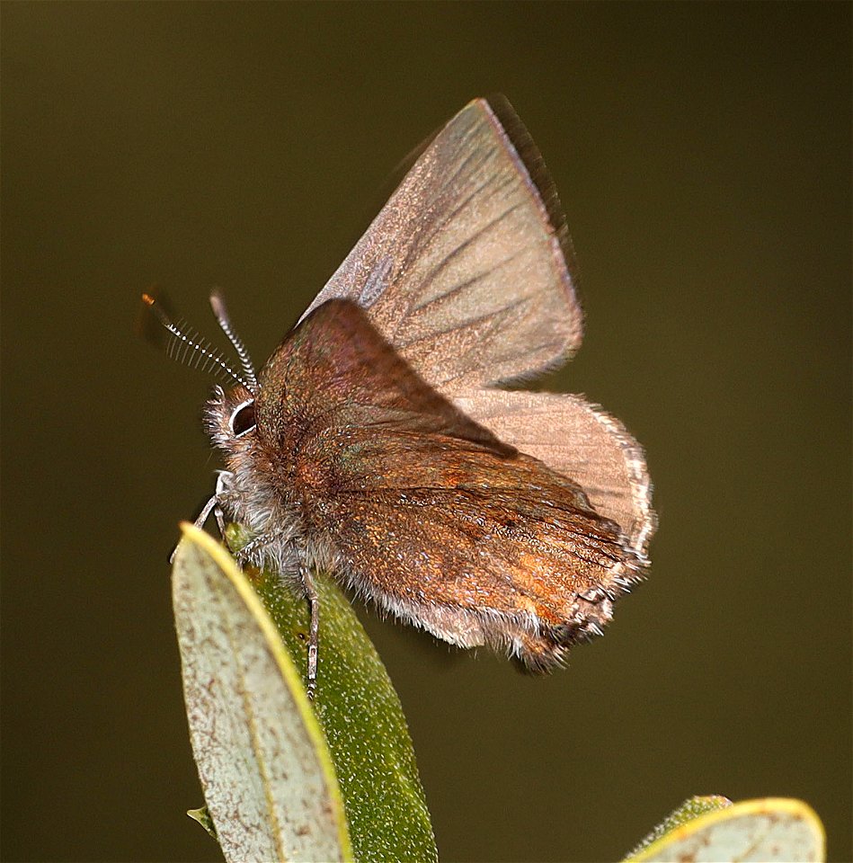 ELFIN, MOSS'S (Callophrys mossii) (04-06-2022) french hill road, smith river nat rec area, del norte co, ca -11