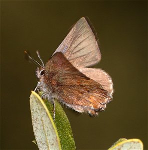ELFIN, MOSS'S (Callophrys mossii) (04-06-2022) french hill road, smith river nat rec area, del norte co, ca -11