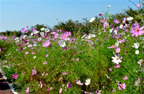 Cosmos Flowers photo