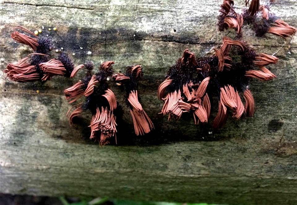 Chocolate Tube Slime Mold