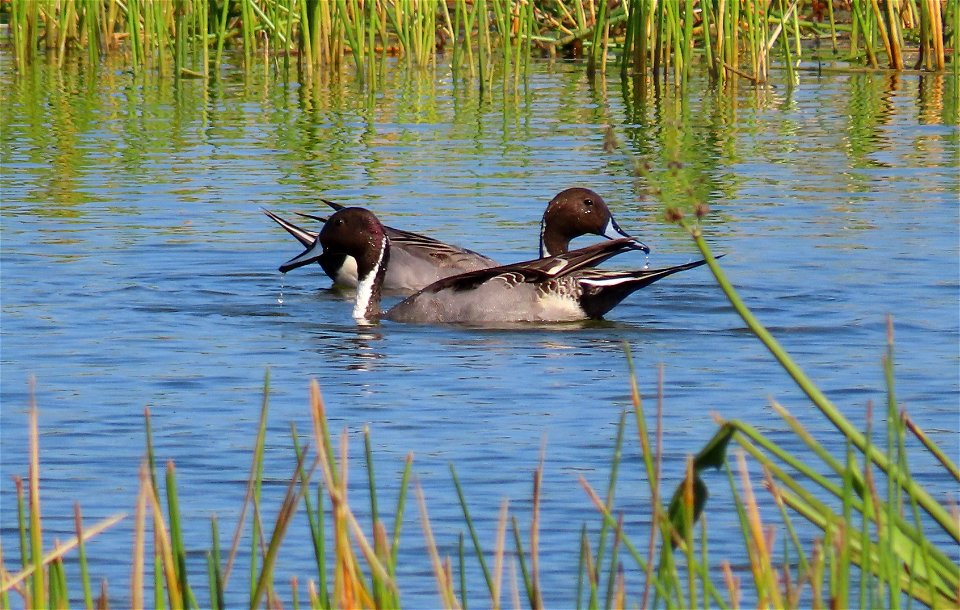 Northern Pintail Ducks