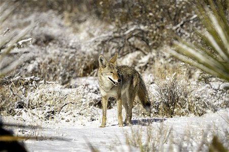 Coyote (Canis latrans) in the snow near Quail Springs