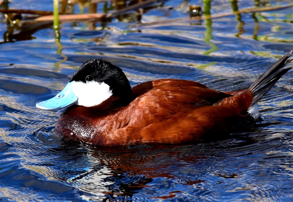 Ruddy duck at Seedskadee National Wildlife Refuge