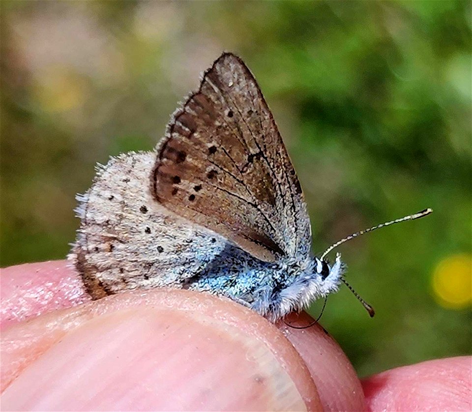 COASTAL GREENISH BLUE (Icaricia saepiolus littoralis) (06-06-2022) female, north tolowa dunes state park, del norte co, ca -02