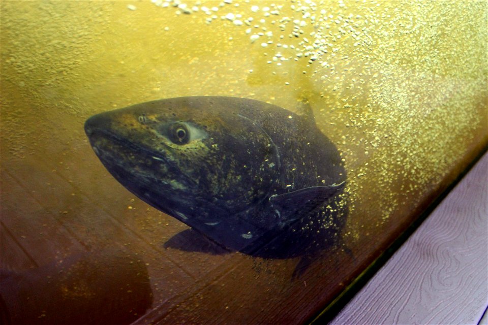 Chinook Salmon photo