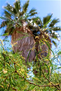 Mesquite (Prosopis glandulosa) in the Oasis of Mara photo