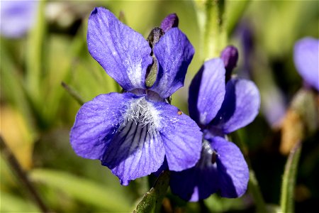 Viola adunca