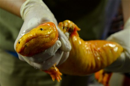 Eastern hellbender, St. Louis Zoo.
