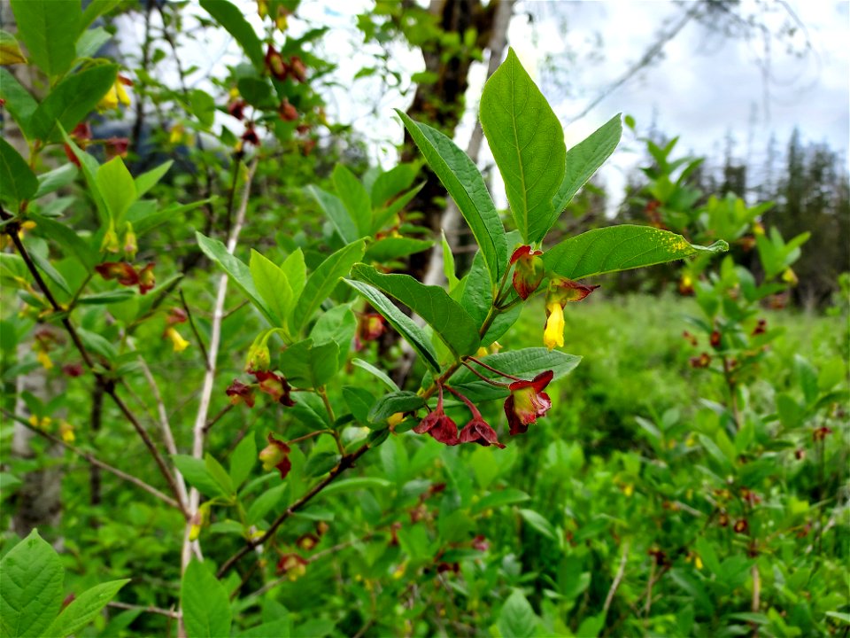 Black twinberry at Big Four, Mt. Baker-Snoqualmie National Forest. Photo by Anne Vassar June 14, 2021.
