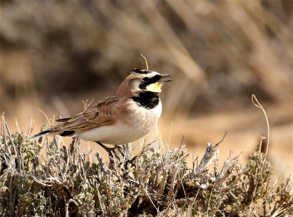 Horned Lark at Seedskadee National Wildlife Refuge