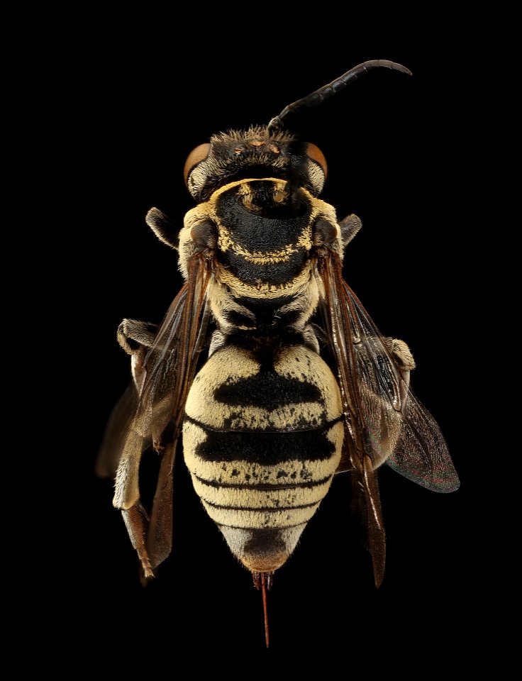 Triepeolus melanarius, f, back, Yolo CA_2019-03-22-00.15.03 ZS PMax UDR photo