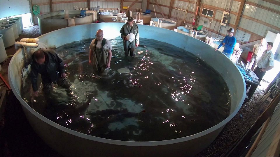 Paddlefish Spawning Footage From Gavins Point National Fish Hatchery photo