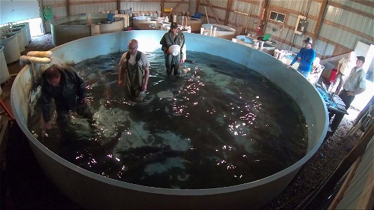 Paddlefish Spawning Footage From Gavins Point National Fish Hatchery