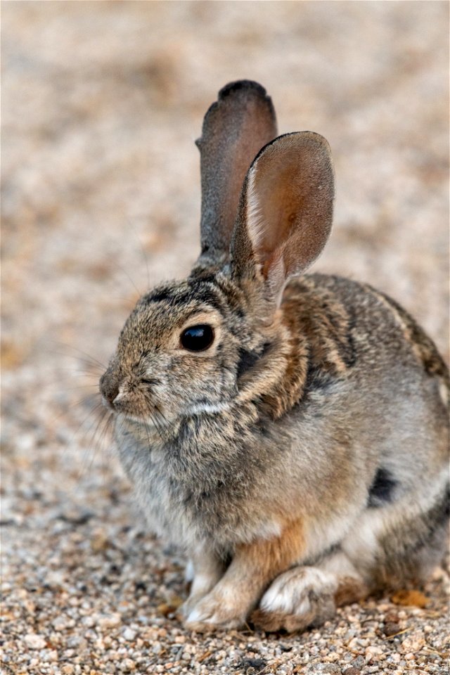 Cottontail rabbit