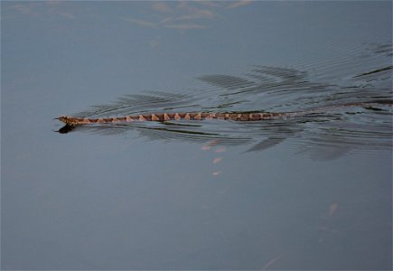 Northern Water Snake photo