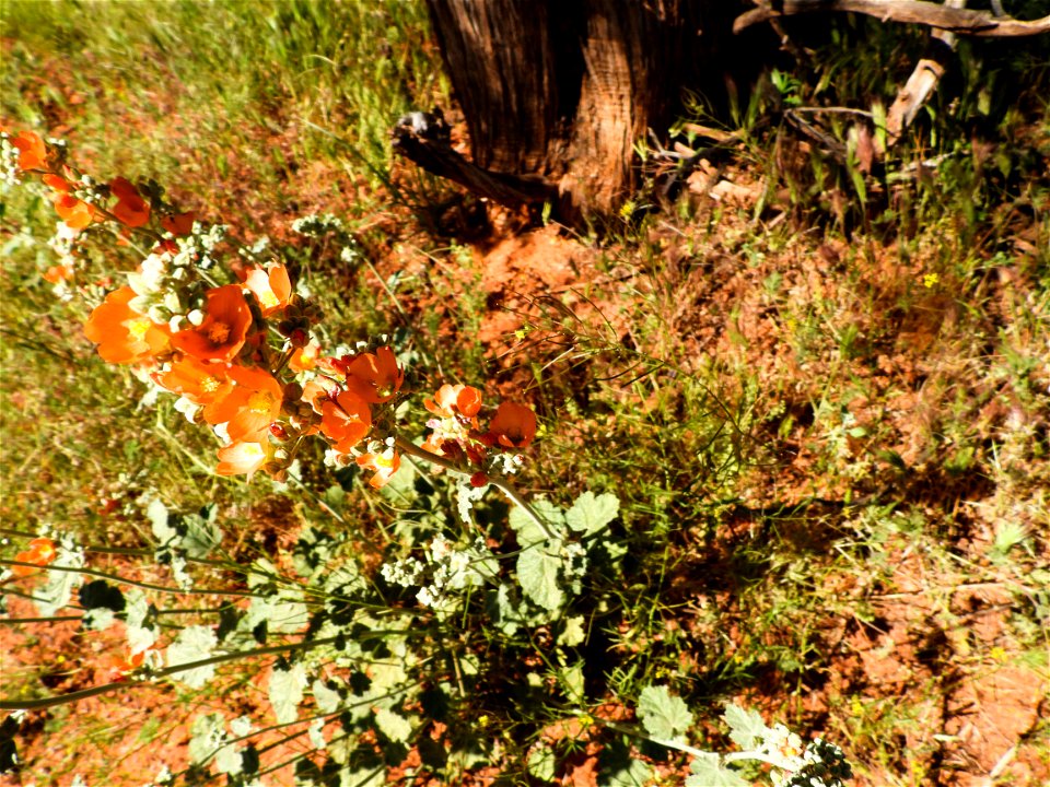 Spring wildflowers-11