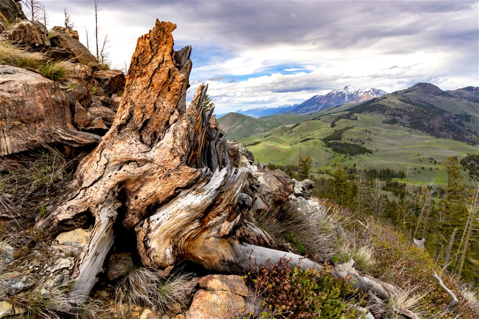 Custer Gallatin National Forest: Dome Mountain summit ridge