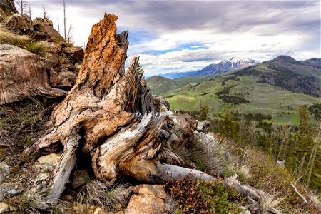 Custer Gallatin National Forest: Dome Mountain summit ridge photo