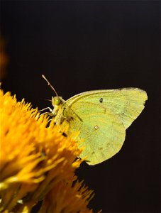 clouded sulphur Colias eurytheme on Seedskadee National Wildlife Refuge