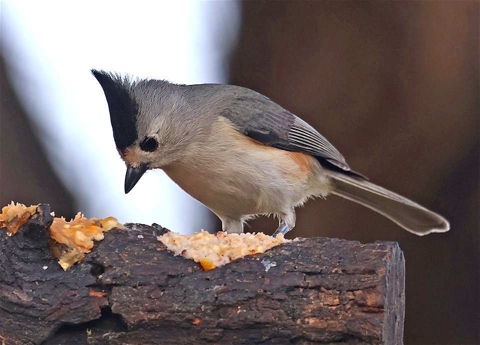 672 - BLACK-CRESTED TITMOUSE (12-31-2022) americana rv park, palmview, hidalgo co, tx -01