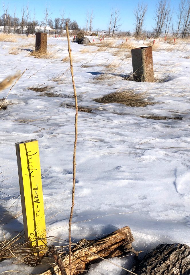 Judy's Larch