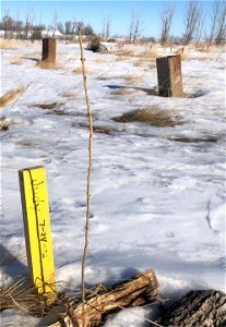 Judy's Larch