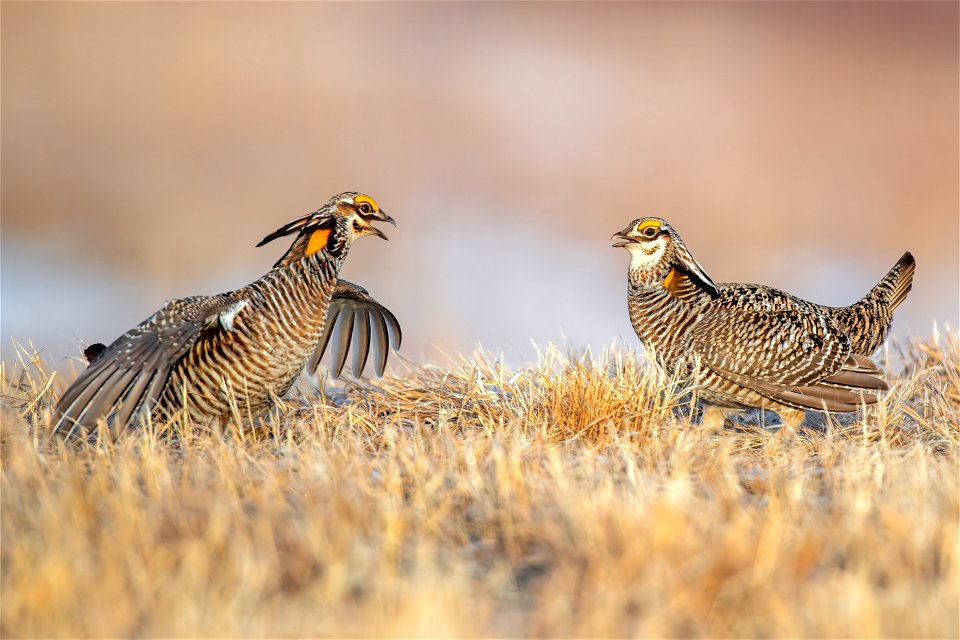 Greater prairie chickens photo