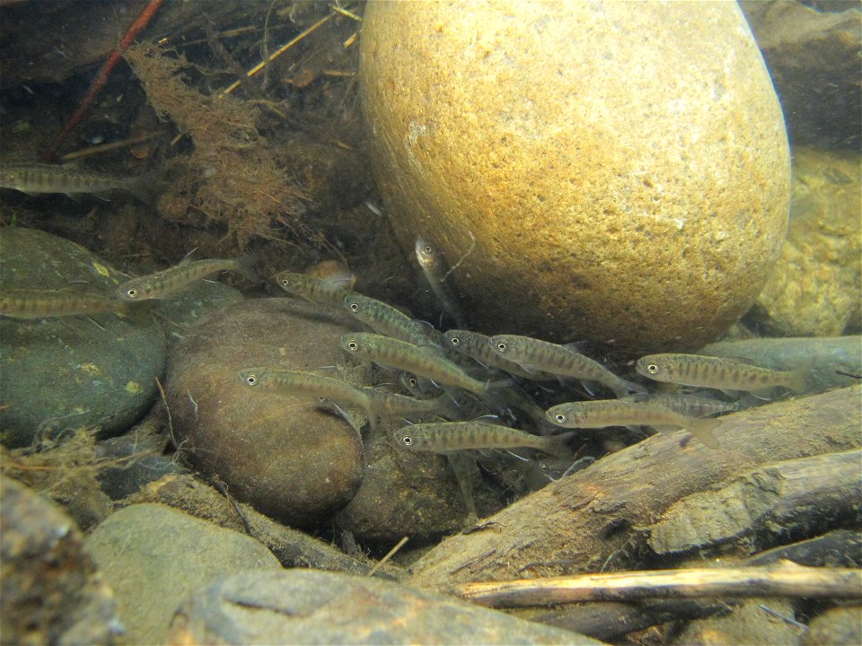 Juvenile coho salmon photo