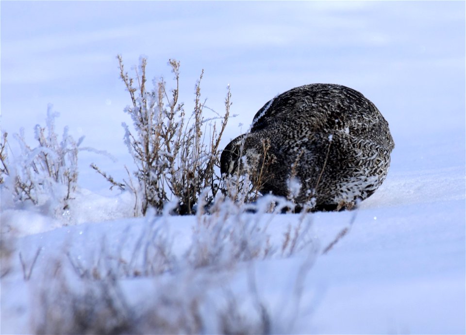 Greater sage-grouse on Seedskadee National Wildlife Refuge