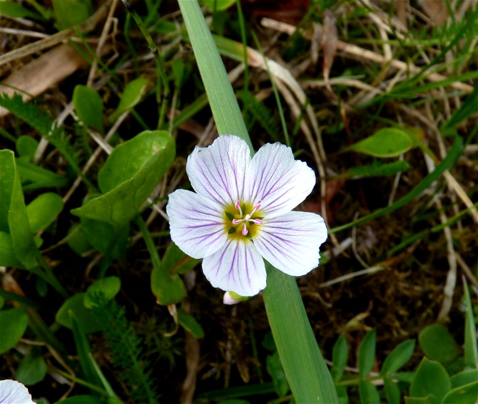 Spring Beauty_6-28-2012