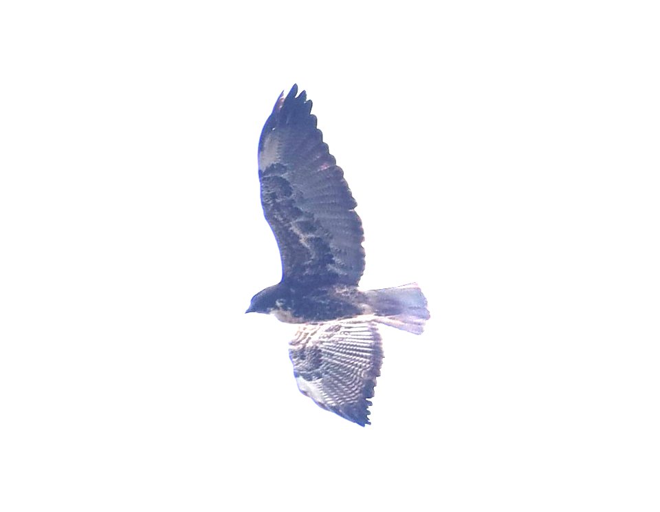 228 - WHITE-TAILED HAWK (12-04-2022) national butterfly center, mission, hidalgo co, tx -03