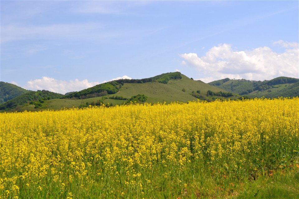 Rapeseed Field